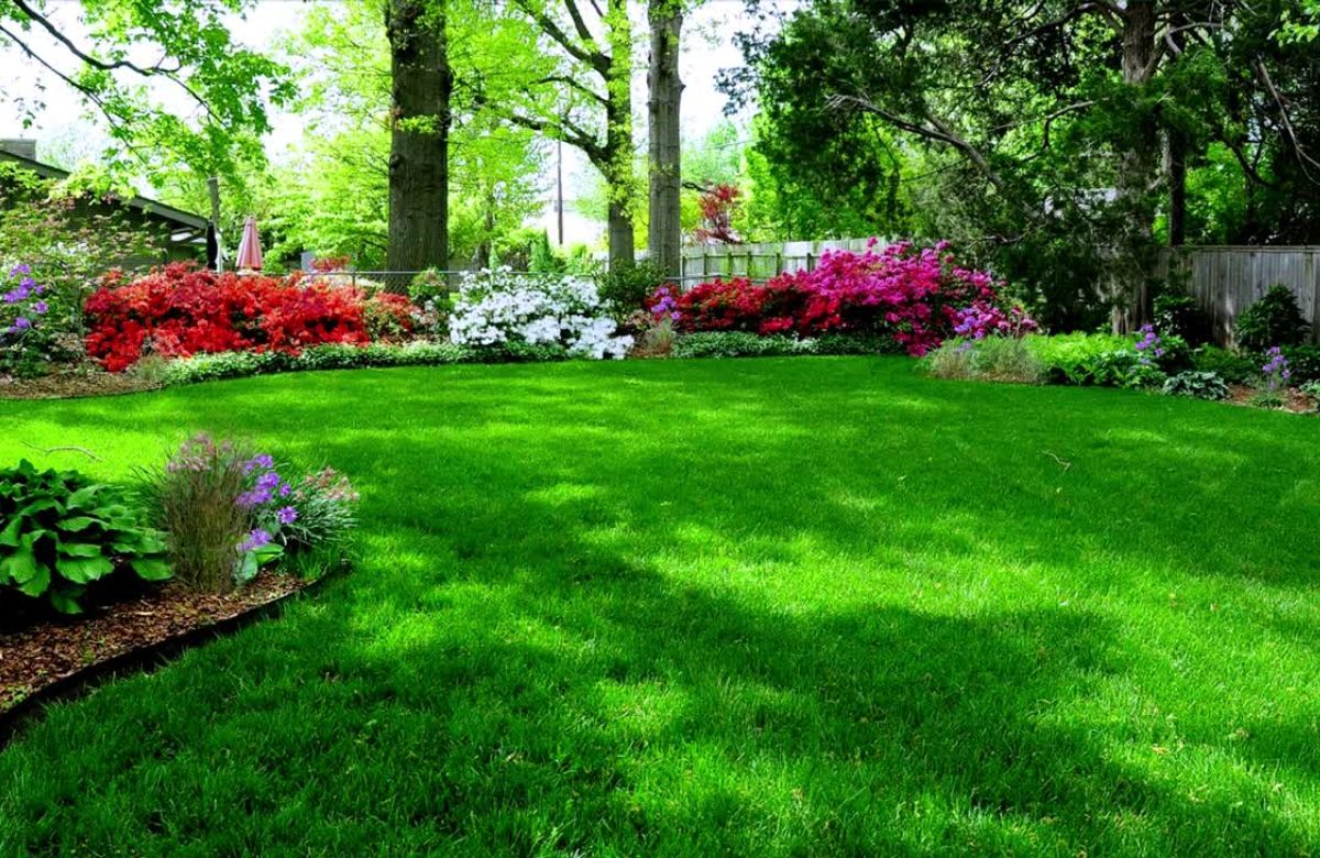 Biraj otporno cveće za dvorište koje cveta u različitim sezonama i ispunjava baštu bojama.