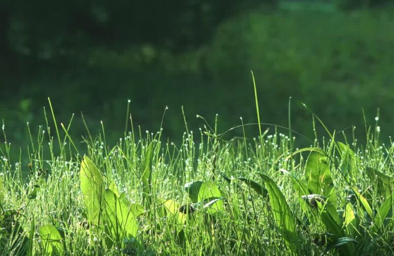 Idealno vreme za đubrenje travnjaka je proleće, leto i jesen, uz prilagođavanje đubriva i uslova.