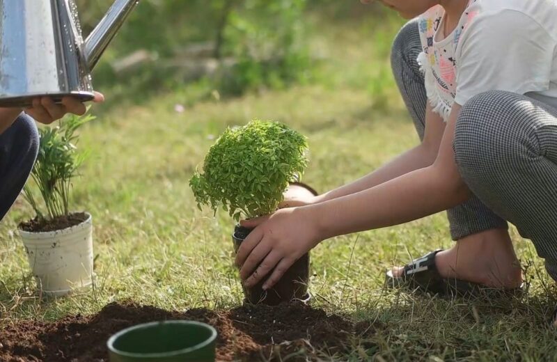Procena zemljišta i svetlosti ključna je za izbor biljaka koje uspevaju u dvorištu.