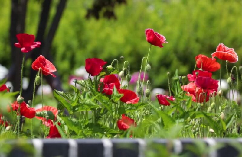 Razumevanje svetlosnih uslova ključno je za izbor biljaka koje uspevaju u vašem dvorištu.